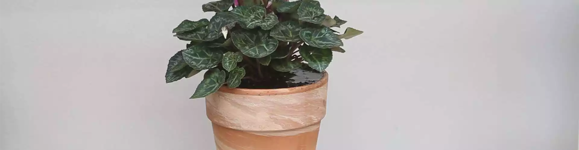 Alpenveilchen - Einpflanzen in ein Gefäß (thumbnail)