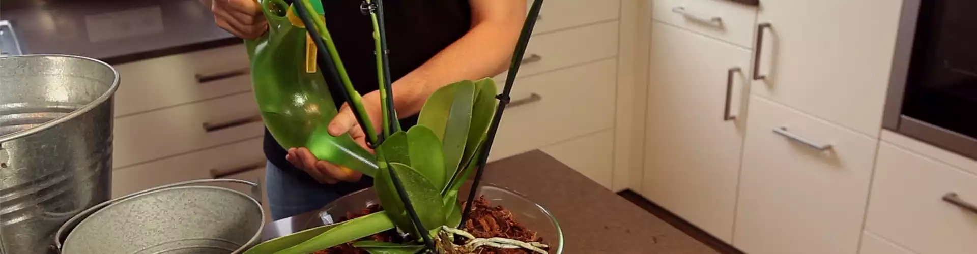 Orchidee - Einpflanzen in ein Gefäß (thumbnail)