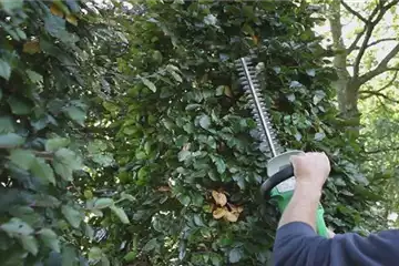 Sichtschutz - Zurückschneiden im Herbst