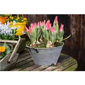 TULPE