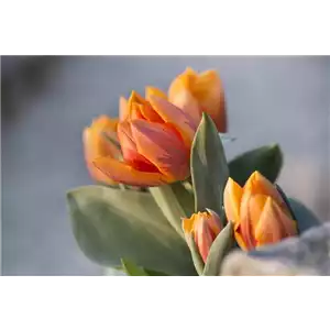 TULPE