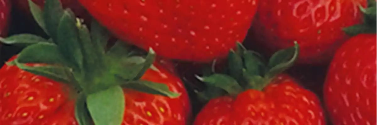 Frühsorten