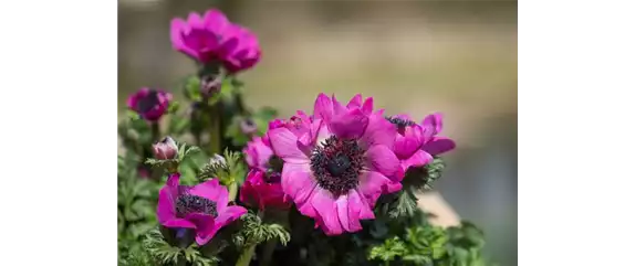 KRONENANEMONE