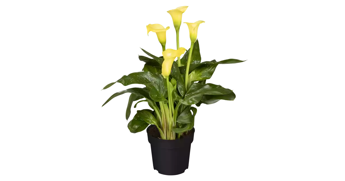 CALLA, ZANTEDESCHIA AETHIOPICA - Blumenland Halmer