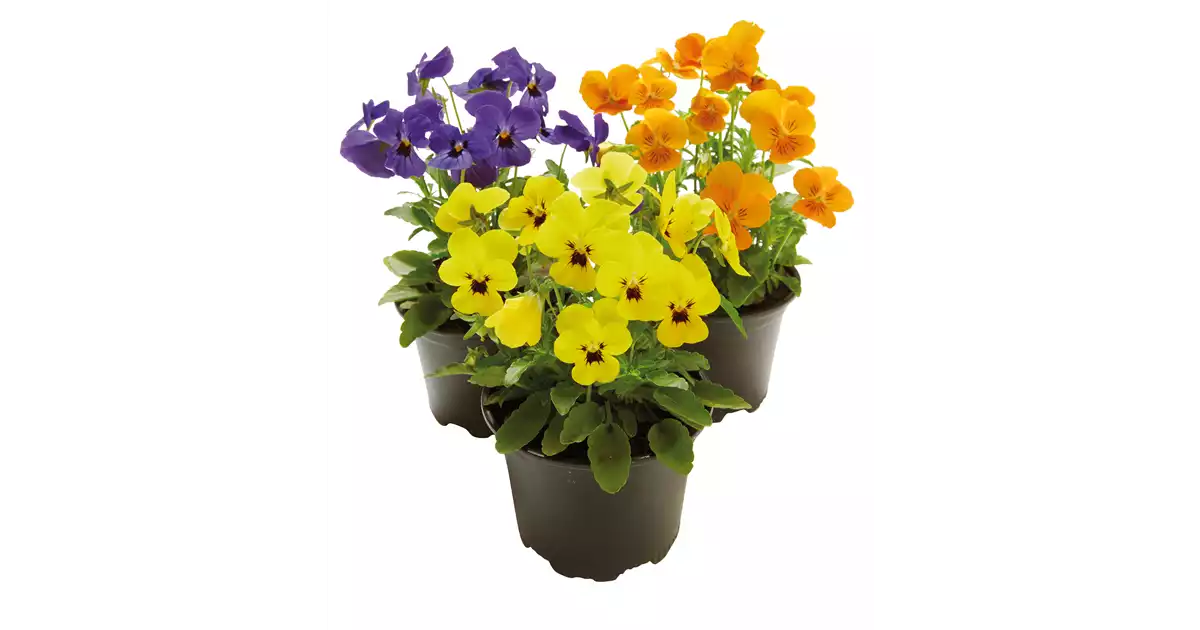 HORNVEILCHEN, VIOLA CORNUTA - Blumenland Halmer