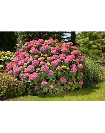 BAUERNHORTENSIE