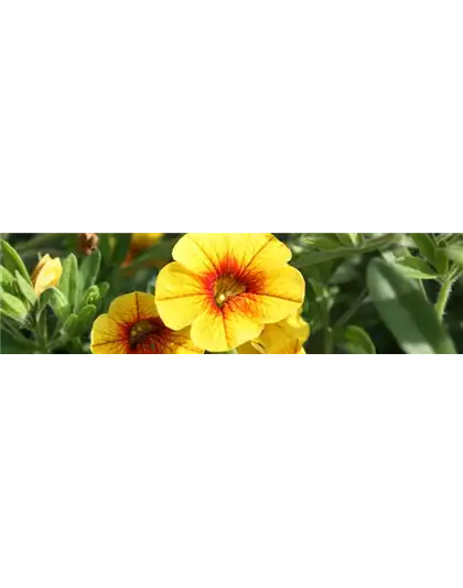 PFLANZE DES MONATS MAI: ZAUBERGLÖCKCHEN