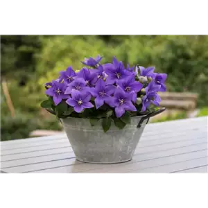BALLONBLUME