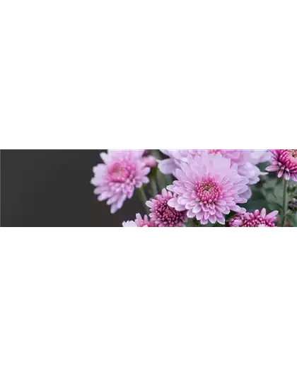 CHRYSANTHEME