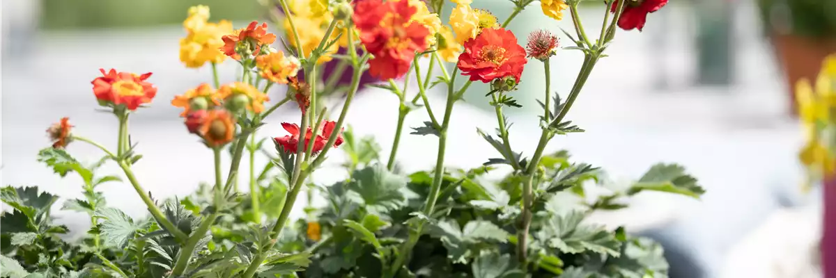 Geum