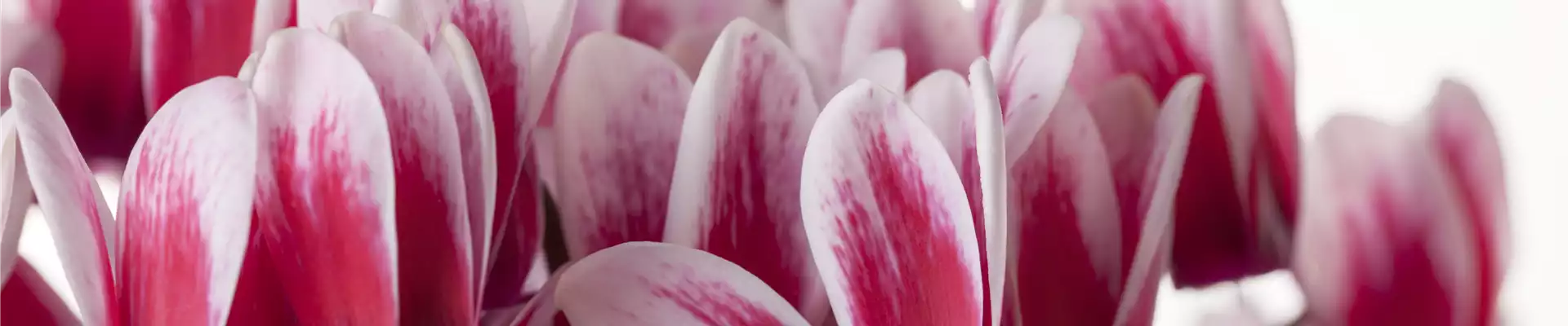 Cyclamen coum 'Shine Red'