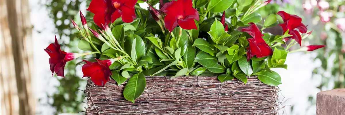 Mandevilla sanderi