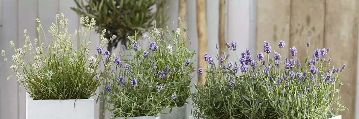 ICH FLIEG’ AUF DICH! 