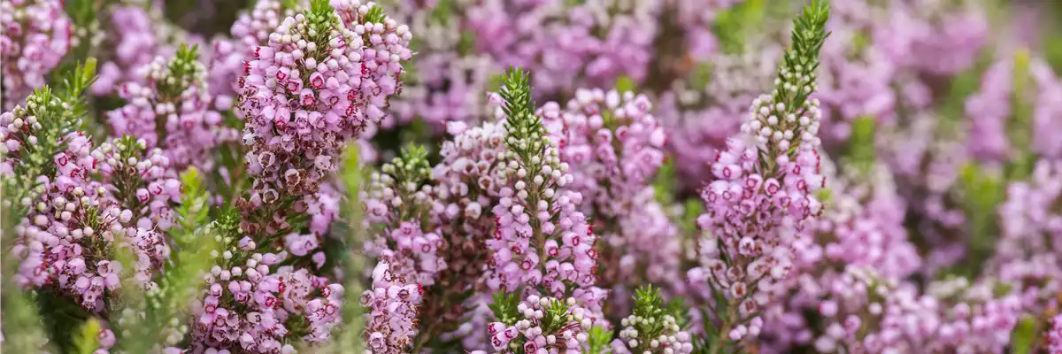 Erica vagans 'St. Keverne'