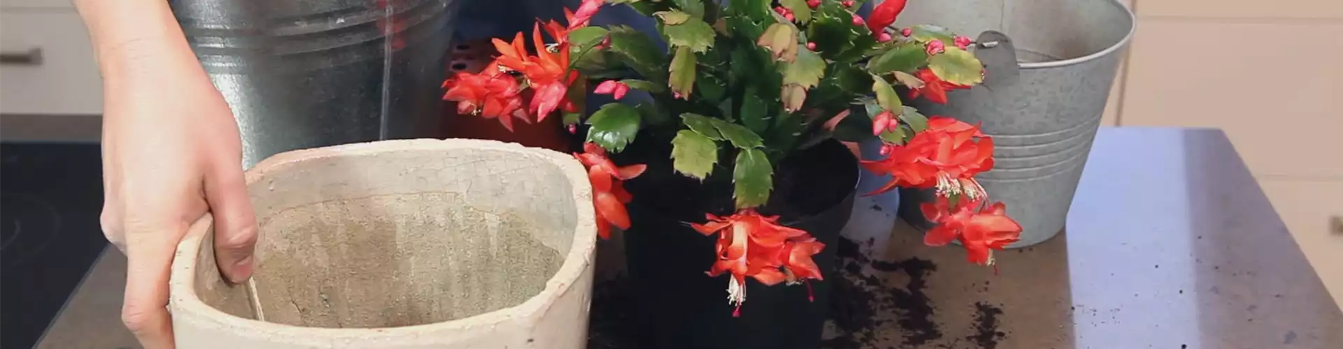 Weihnachtskaktus - Einpflanzen in ein Gefäß (thumbnail)