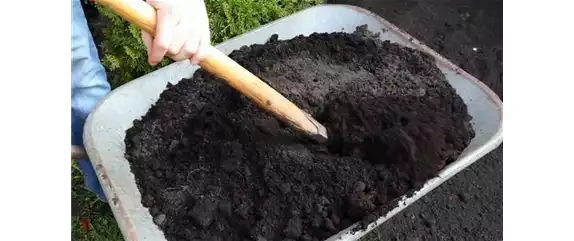 FLIEDER - EINPFLANZEN IM GARTEN