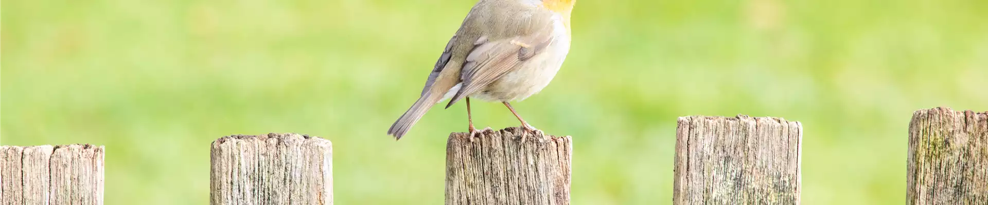 Rotkehlchen
