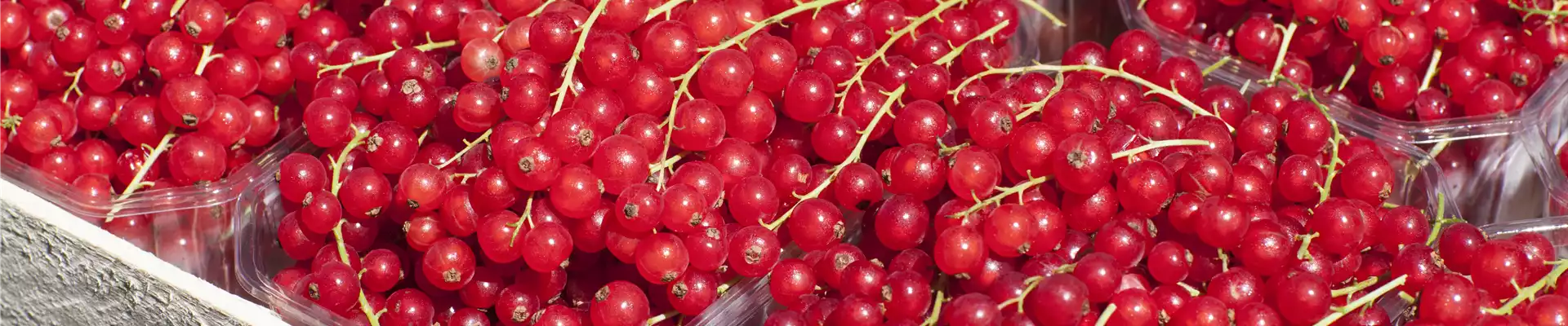 Ribes rubrum