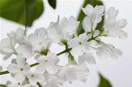 FLIEDER - EINPFLANZEN IM GARTEN