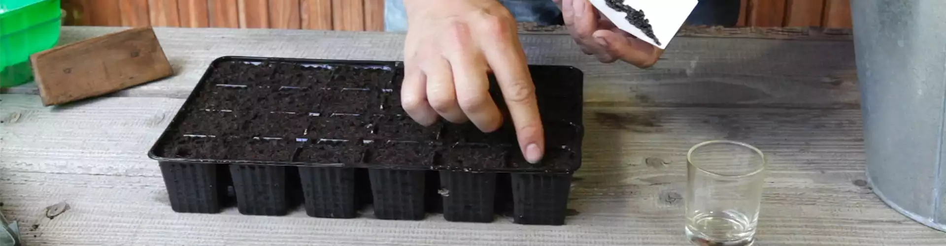 Sonnenblumen - Aussäen von Samen (thumbnail)