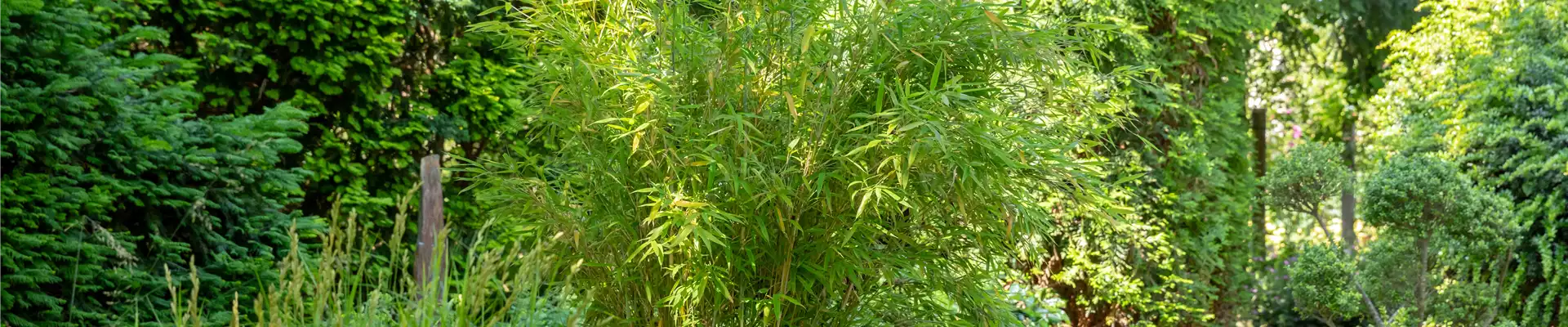 Asia-Garten mit Bambus