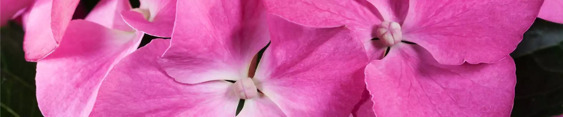 Hydrangea macrophylla, rosa Tellerblüten
