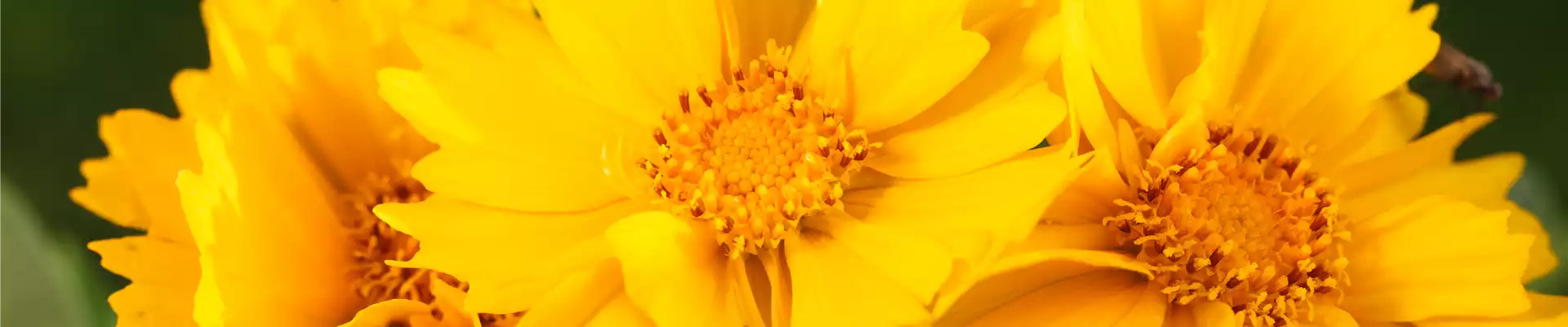 Coreopsis