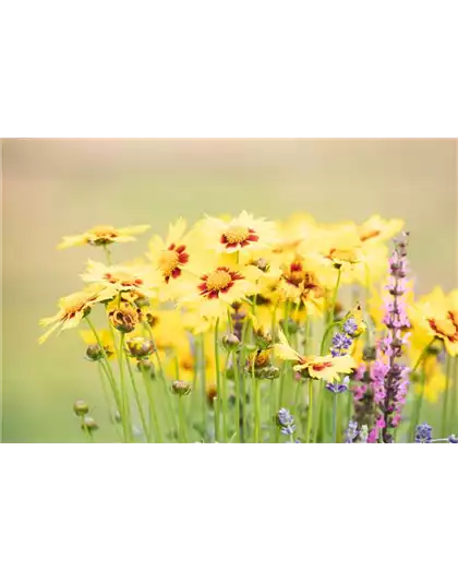 GARTEN-FEELING FüR DEN BALKON