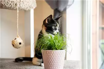 Haustierfreundliche Pflanzen.