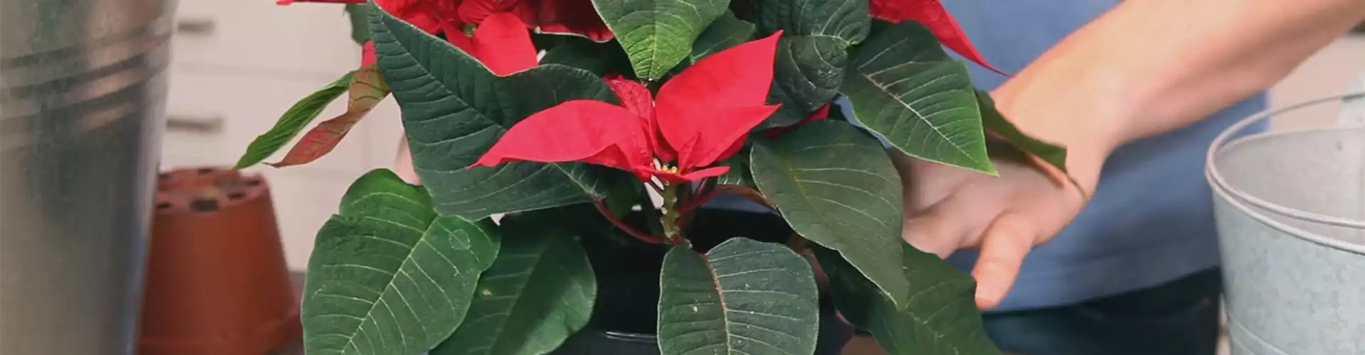 Weihnachtsstern - Einpflanzen in ein Gefäß (thumbnail)