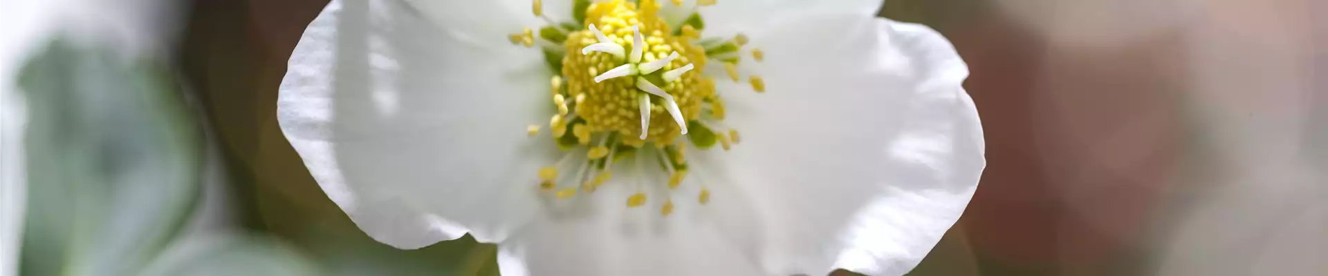 Helleborus niger