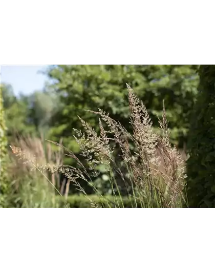 WIE GRäSER DEN GARTEN AUFWERTEN!