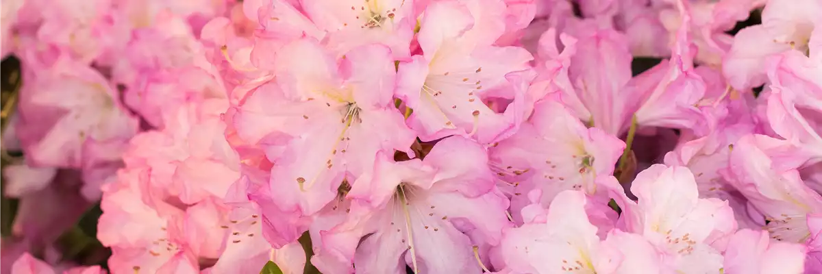 Rhododendron, duft