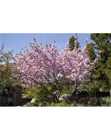 FRüHBLüHENDE GEHöLZE - DIE VORBOTEN DES FRüHLINGS