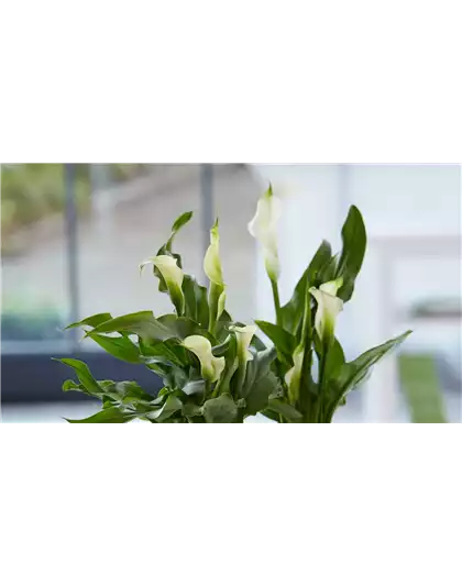 Calla