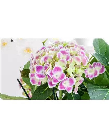 PFLANZE DES MONATS MÄRZ: ZIMMER-HORTENSIE