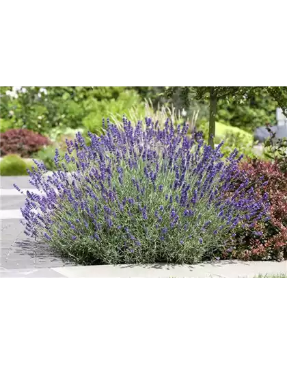 PFLANZE DES MONATS JUNI: LAVENDEL