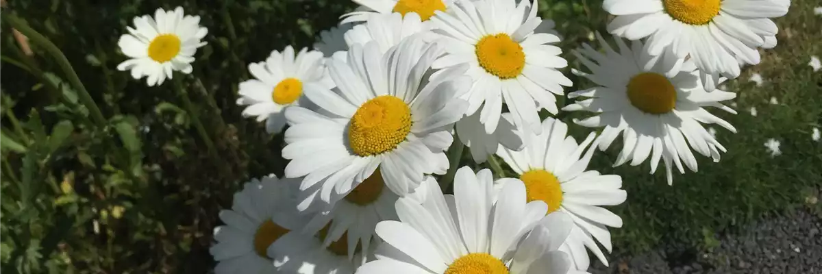 SOMMERMARGERITE