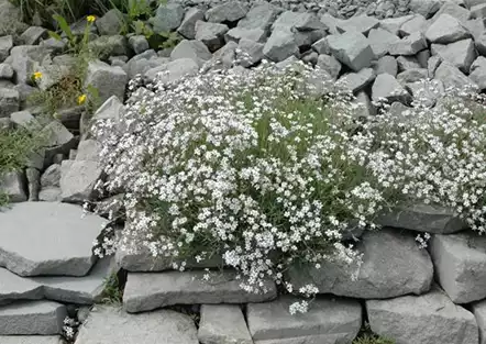 Schleierkraut
