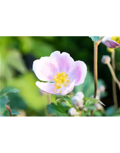 PFLANZE DES MONATS AUGUST: HERBSTANEMONE