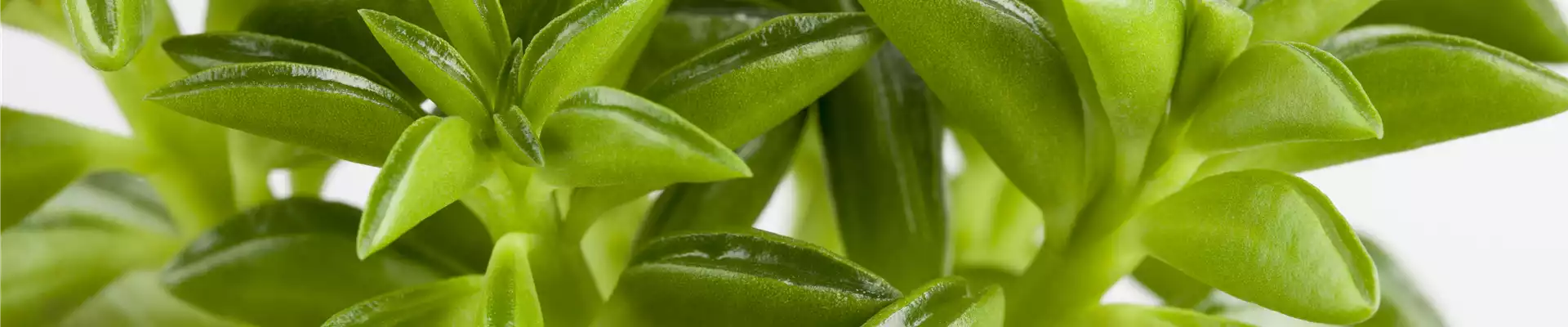 Peperomia