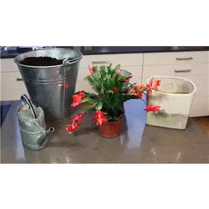 WEIHNACHTSKAKTUS - EINPFLANZEN IN EIN GEFÄß