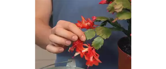 WEIHNACHTSKAKTUS - EINPFLANZEN IN EIN GEFÄß