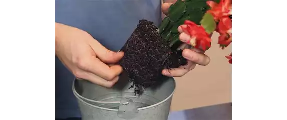 WEIHNACHTSKAKTUS - EINPFLANZEN IN EIN GEFÄß