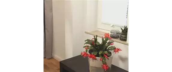 WEIHNACHTSKAKTUS - EINPFLANZEN IN EIN GEFÄß