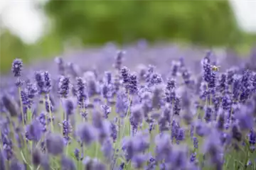 PFLANZE DES MONATS JUNI: LAVENDEL