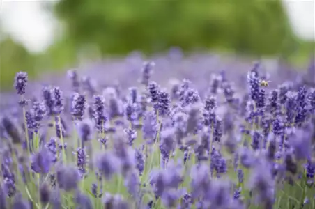 PFLANZE DES MONATS JUNI: LAVENDEL