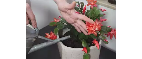 WEIHNACHTSKAKTUS - EINPFLANZEN IN EIN GEFÄß