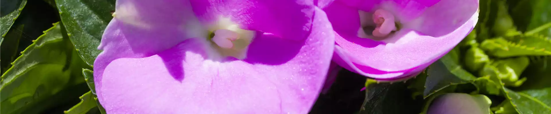 Impatiens neuguinea