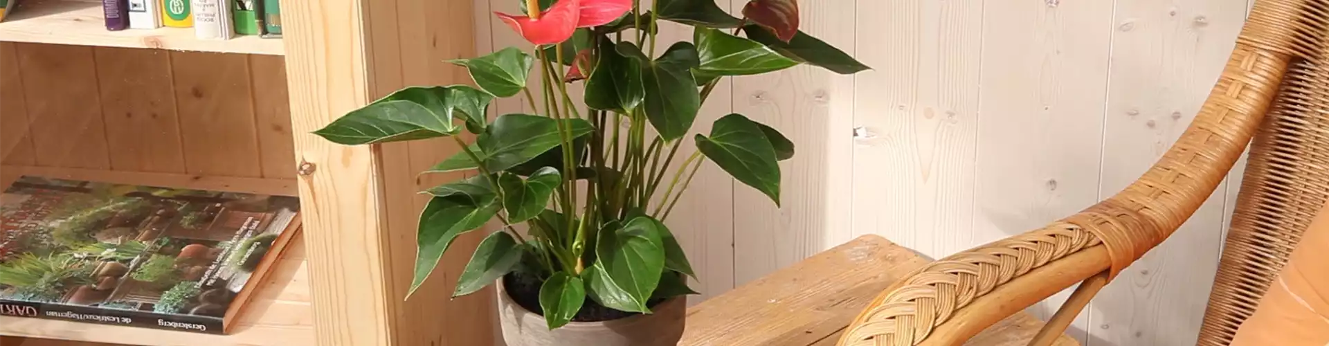 Flamingoblume - Einpflanzen in ein Gefäß (thumbnail)